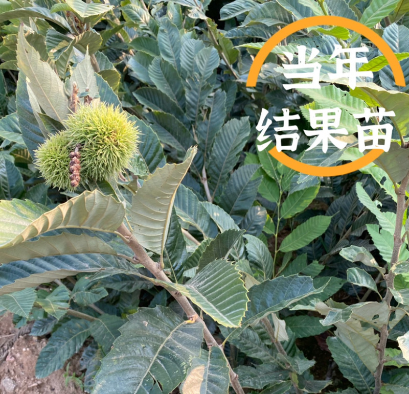 大红袍板栗嫁接苗南北方种植当年挂果果实大成活高