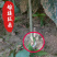 大红袍板栗嫁接苗南北方种植当年挂果果实大成活高