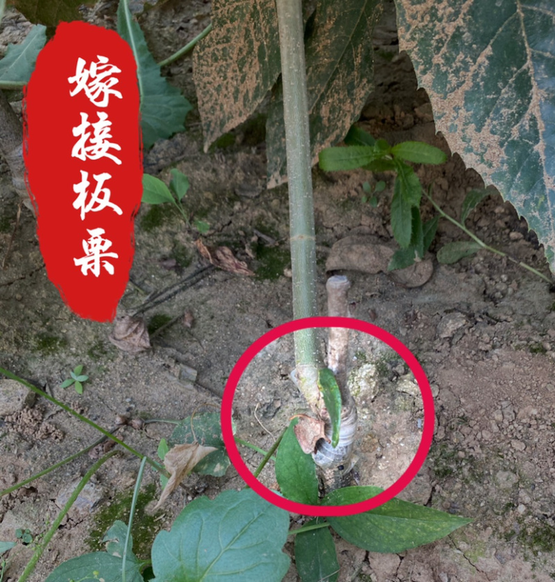 大红袍板栗嫁接苗南北方种植当年挂果果实大成活高