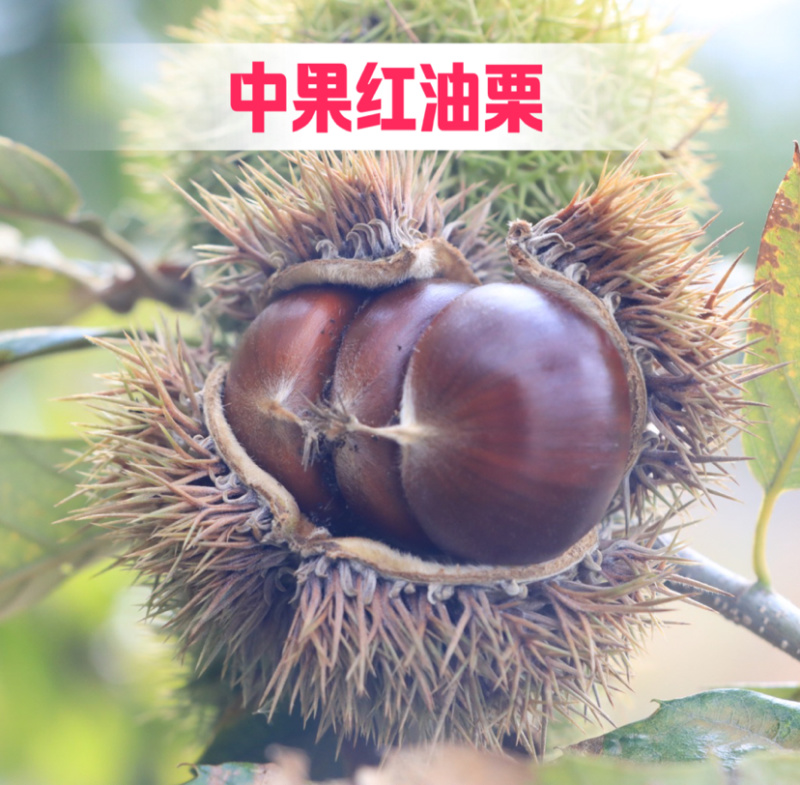 大红袍板栗嫁接苗南北方种植当年挂果果实大成活高