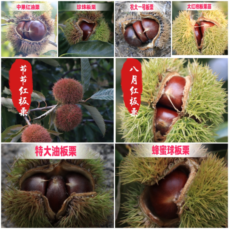 大红袍板栗嫁接苗南北方种植当年挂果果实大成活高