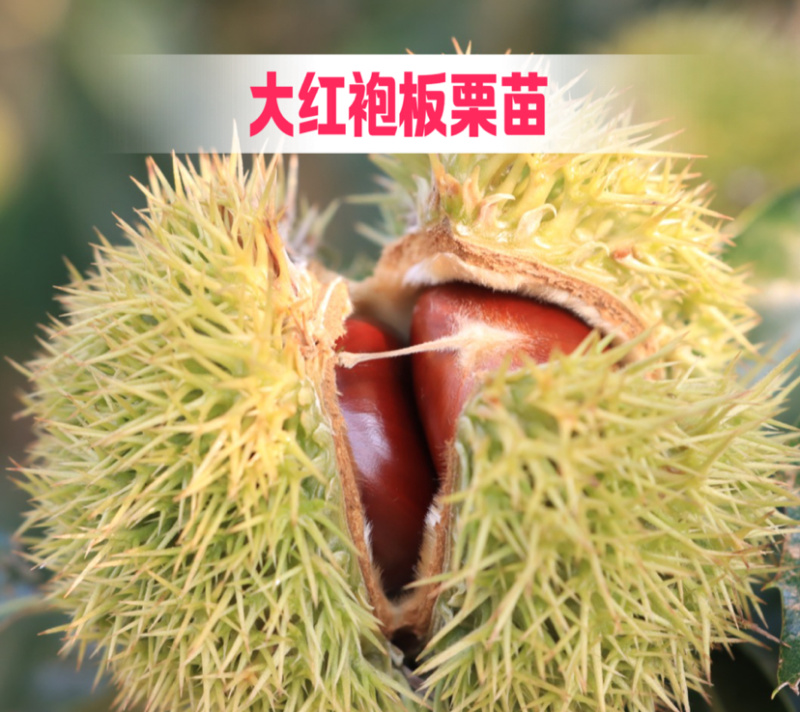 大红袍板栗嫁接苗南北方种植当年挂果果实大成活高