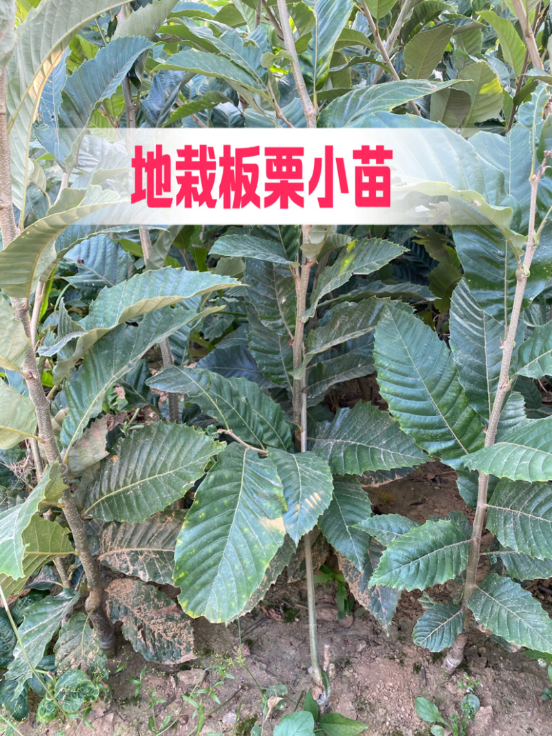 大红袍板栗嫁接苗南北方种植当年挂果果实大成活高
