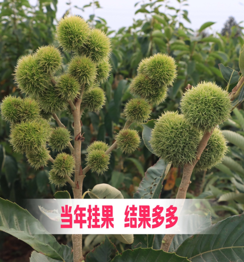 大红袍板栗嫁接苗南北方种植当年挂果果实大成活高