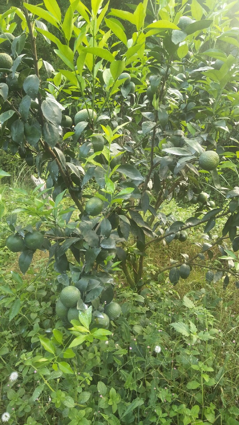沃柑苗晚熟沃柑果子春节前后成熟