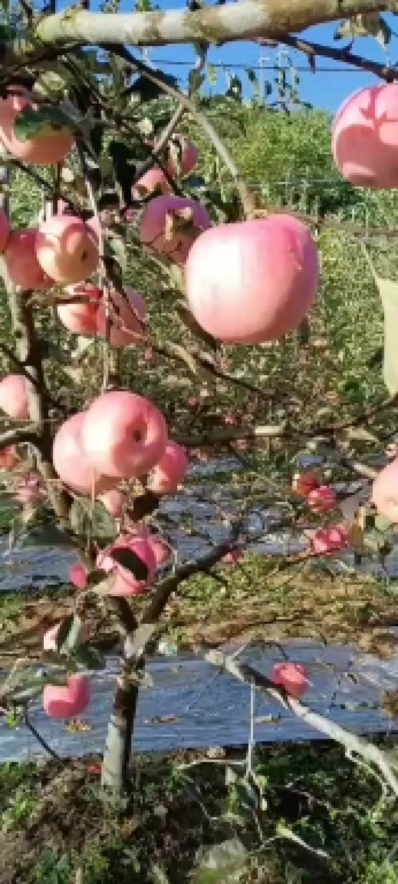 凤县高山红富士，质量好，价格美丽