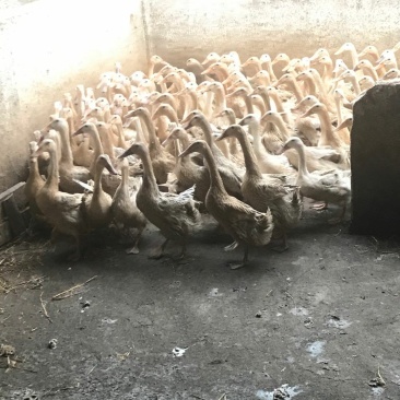 一年多超重淘汰老蛋鸭