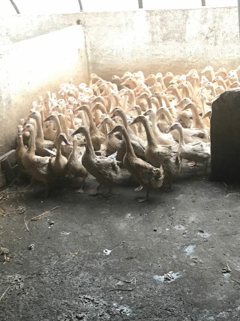 一年多超重淘汰老蛋鸭