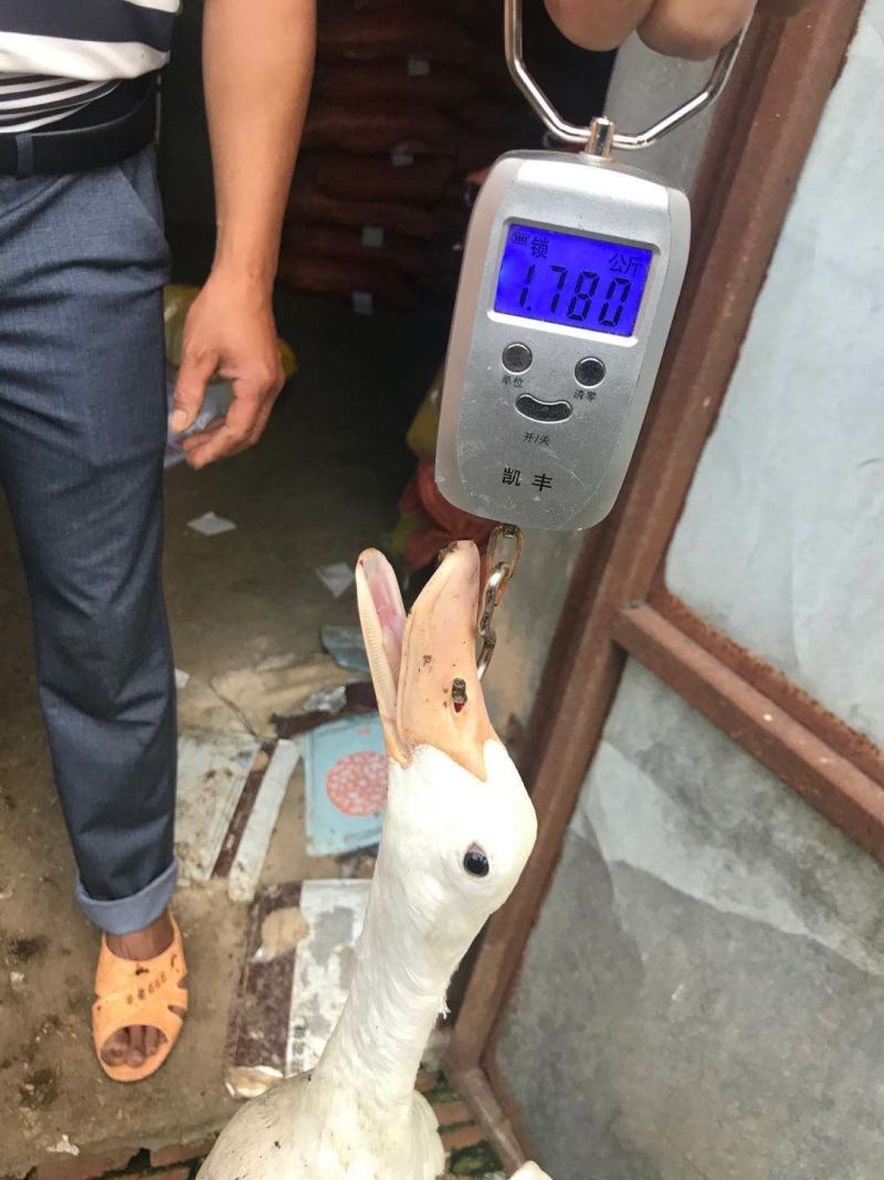 一年多超重淘汰老蛋鸭