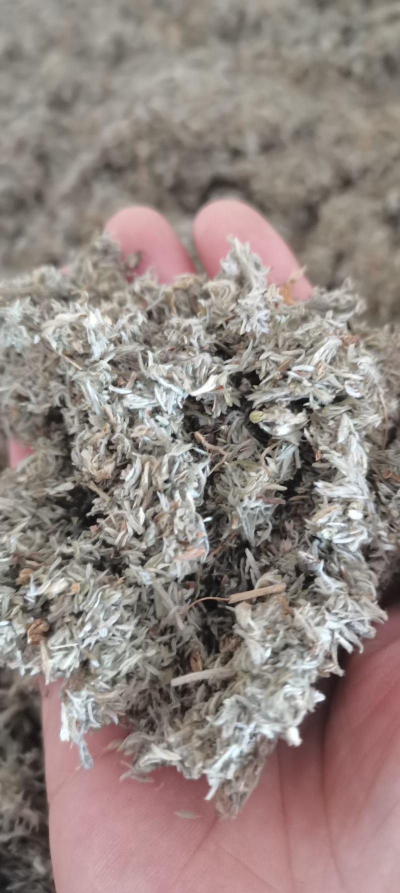 茵陈茵陈棉茵陈干货各种中药材