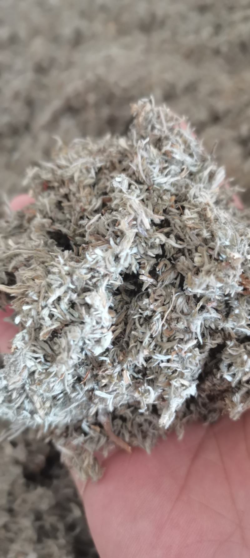 茵陈茵陈棉茵陈干货各种中药材