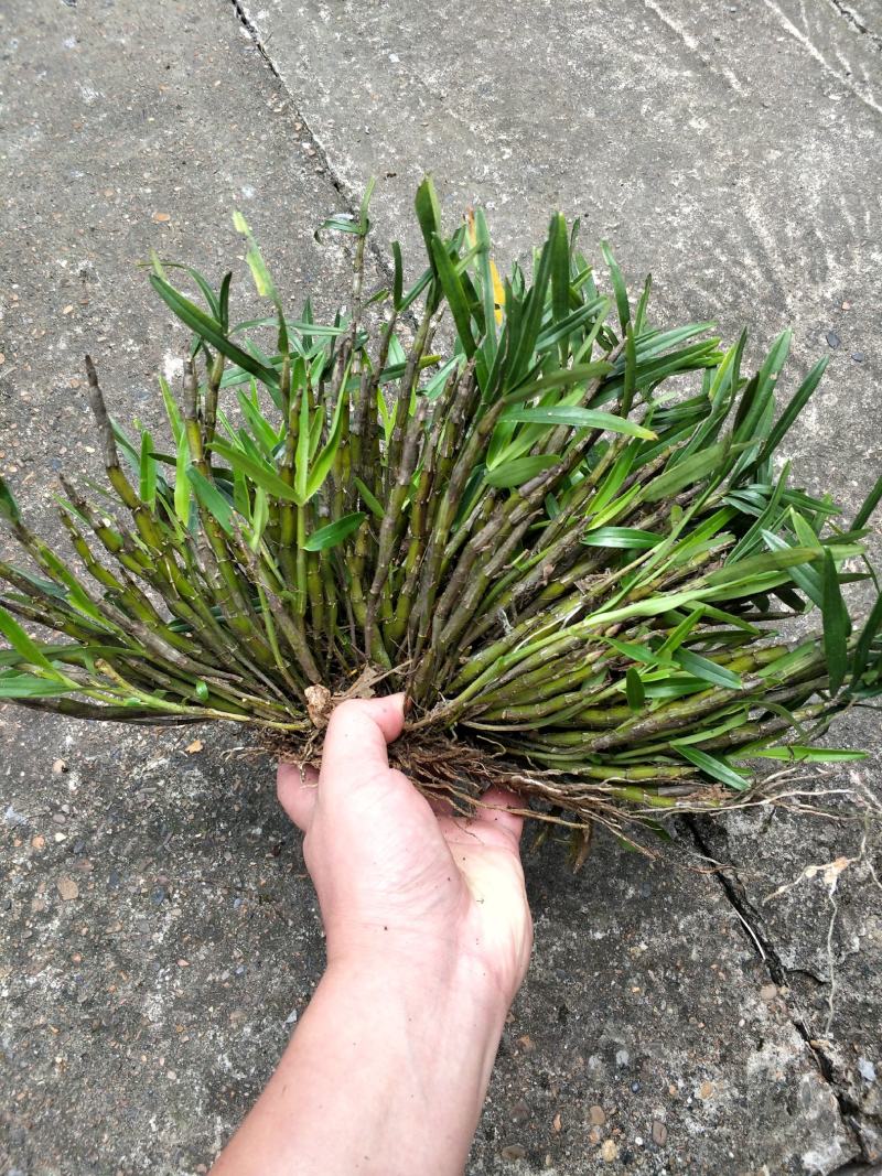 广西大瑶山石斛