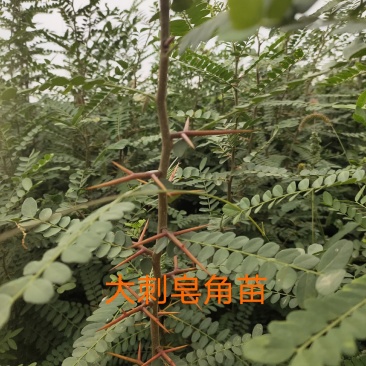 处理山西大刺皂角苗2年3年1公分0.5公分皂角苗