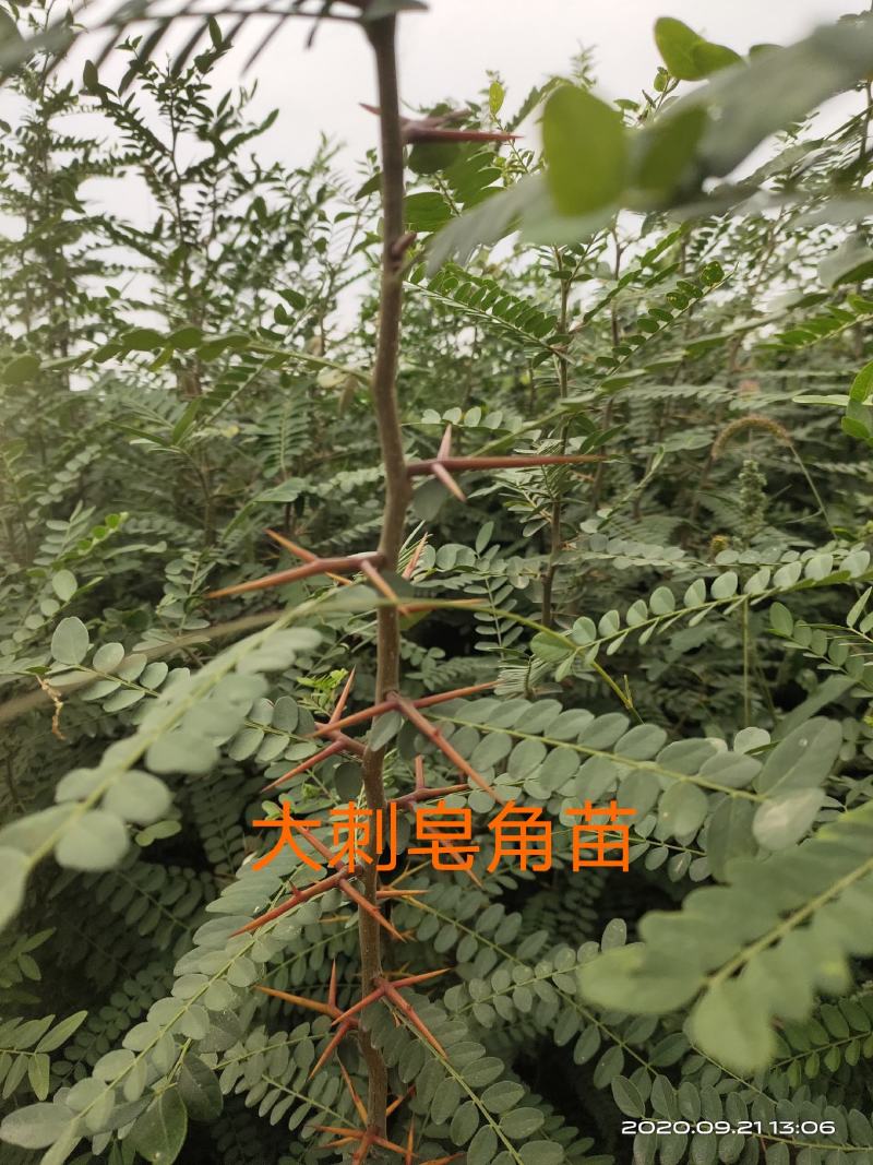 处理山西大刺皂角苗2年3年1公分0.5公分皂角苗