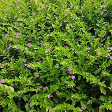 满天星星花雪茄花精品