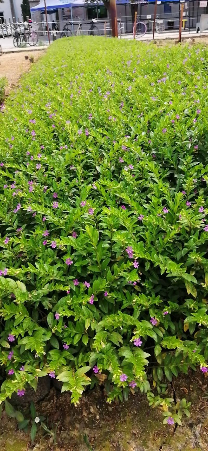满天星星花雪茄花精品