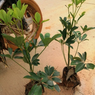 鸭脚木鹅掌柴量大质量高