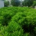 非洲茉莉球七斤袋非洲茉莉