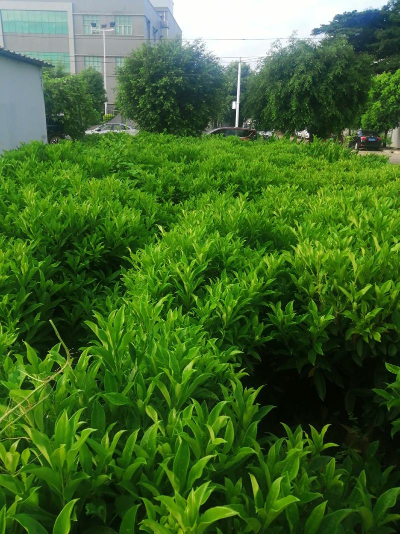 非洲茉莉球七斤袋非洲茉莉