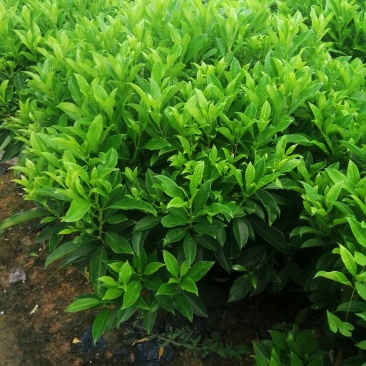 非洲茉莉球七斤袋非洲茉莉