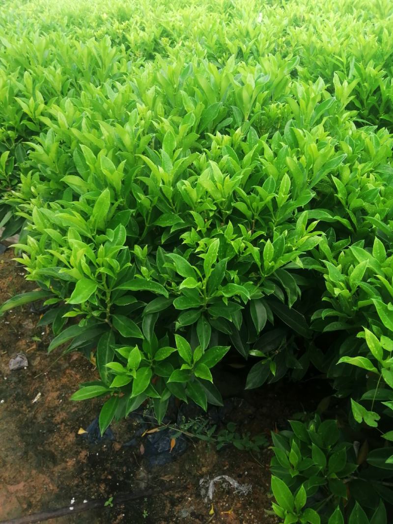 非洲茉莉球七斤袋非洲茉莉