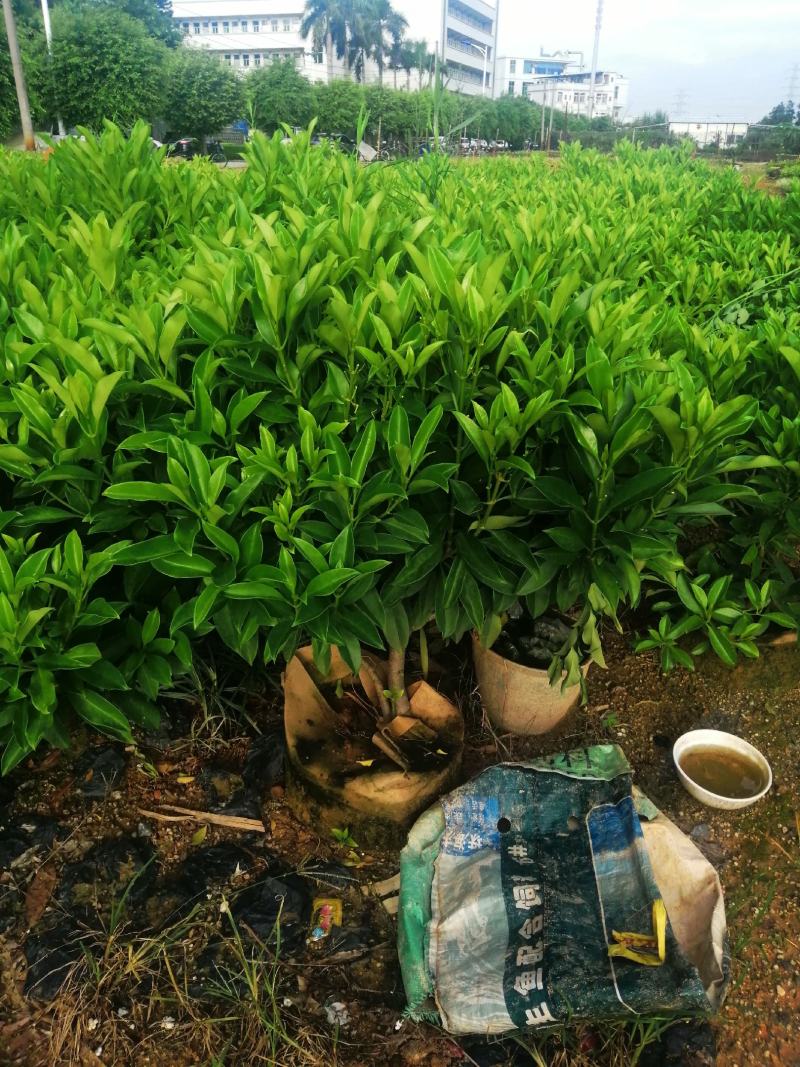 非洲茉莉球七斤袋非洲茉莉