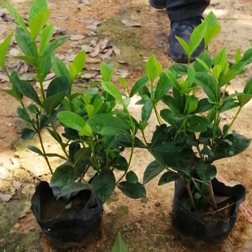 栀子花A货量大质量高