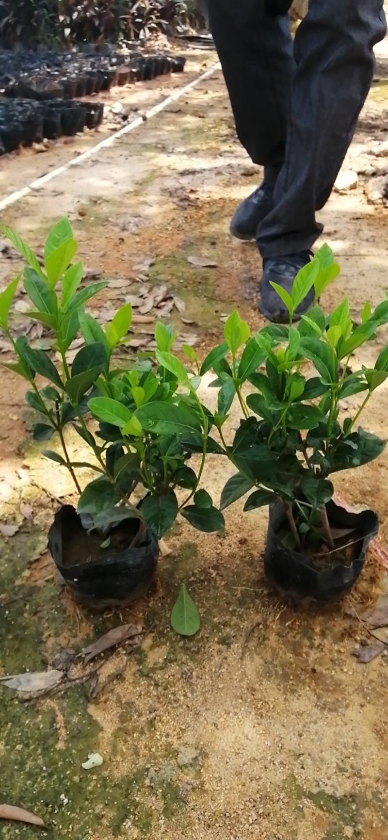 栀子花A货量大质量高