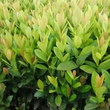 龙船花，大叶龙船花精品
