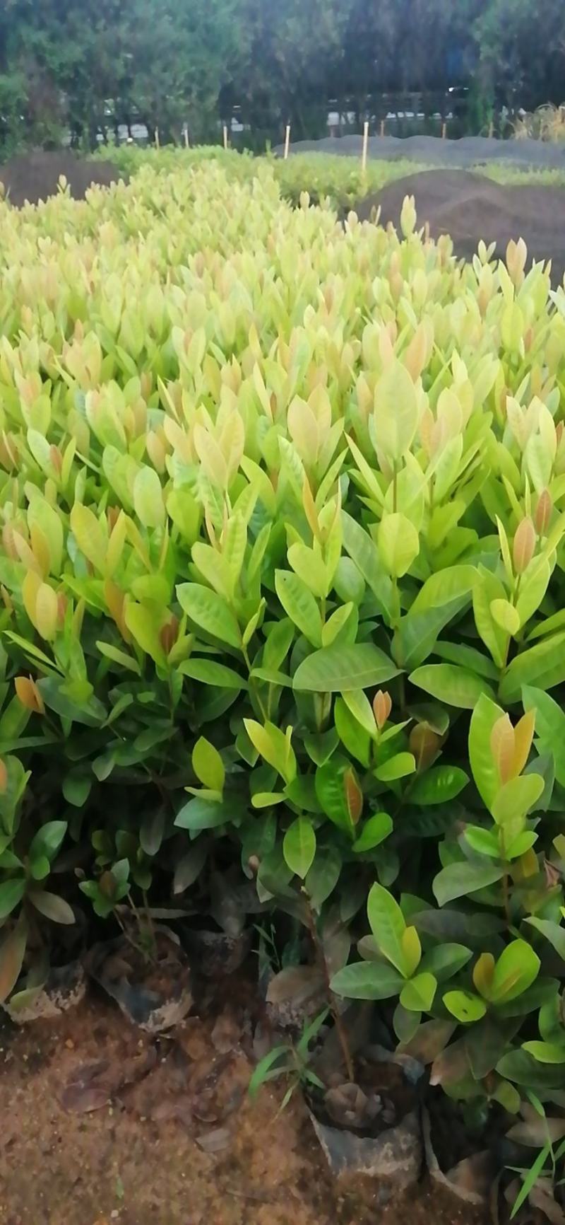 龙船花，大叶龙船花精品