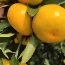 湖北蜜橘宜昌柑桔柑美味甜自产自销欢迎联系咨询