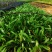 蜘蛛兰25至45高蜘蛛兰