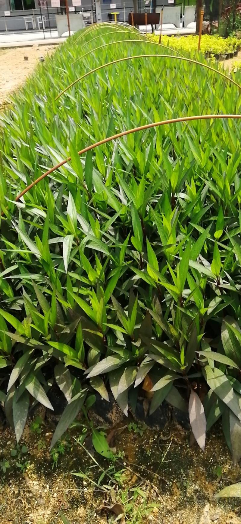 翠芦莉七斤袋翠芦莉精品翠芦莉