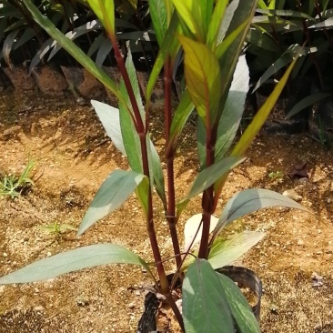 翠芦莉七斤袋翠芦莉精品翠芦莉