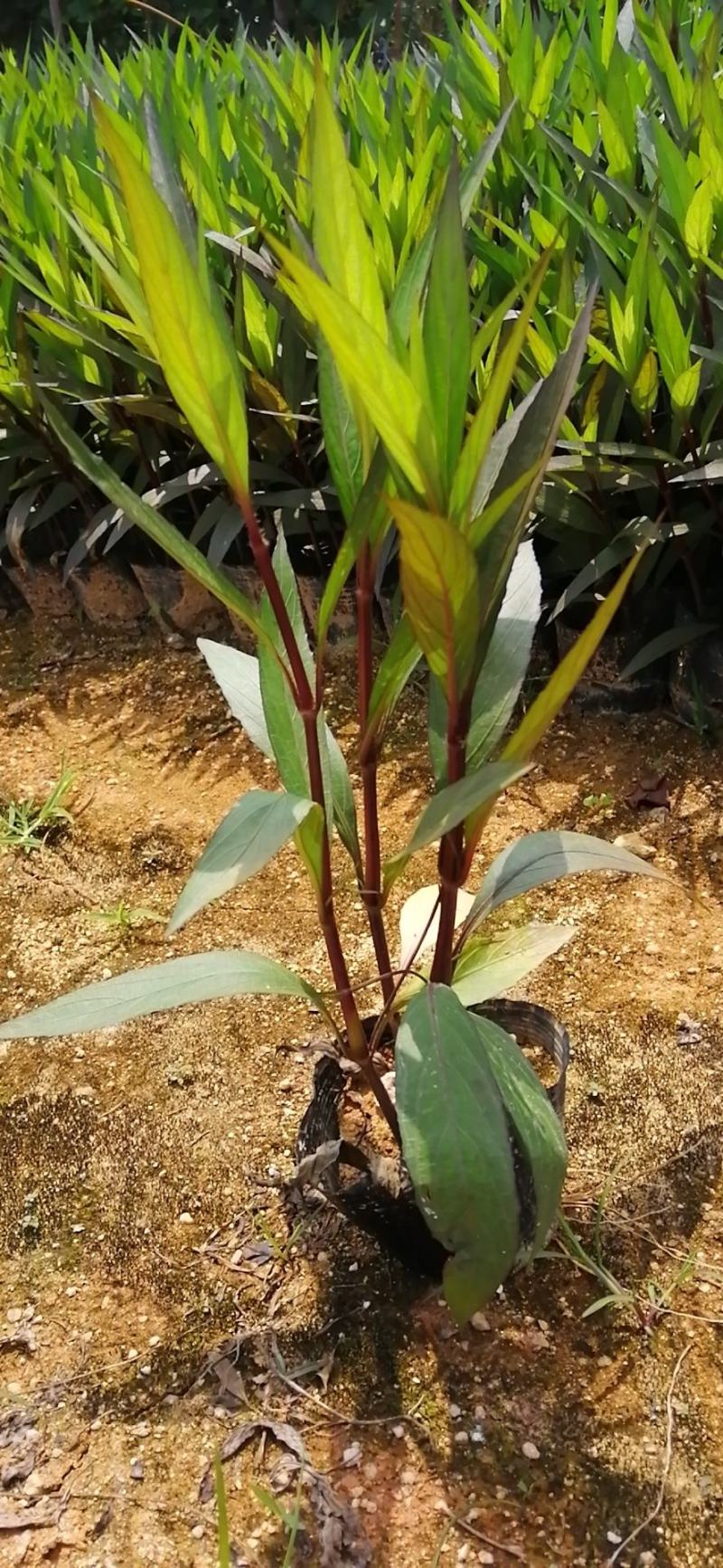 翠芦莉七斤袋翠芦莉精品翠芦莉