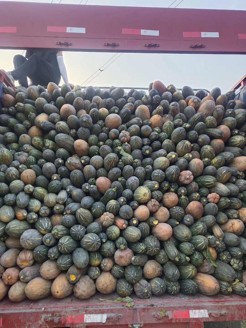 养殖用南瓜，加工，市场精品，产地，便宜南瓜