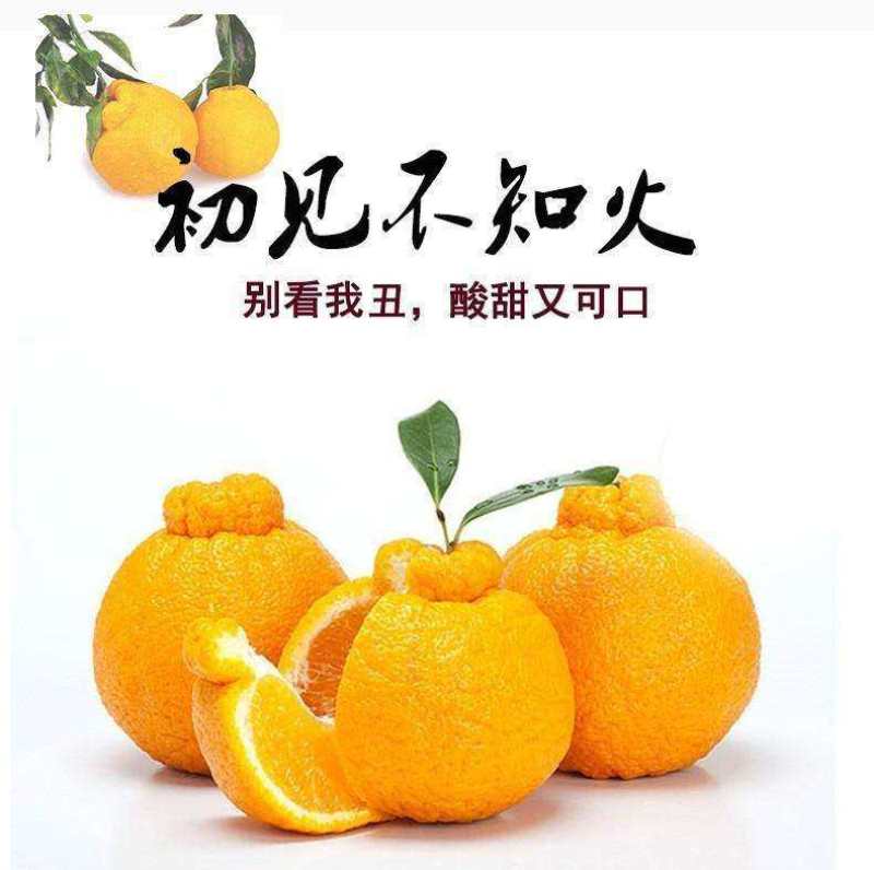 **〈丑桔〉丑八怪〉不知火〉农民果园直销〉产地直发