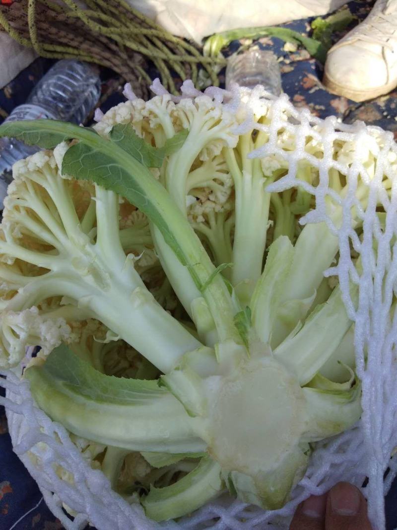 白面，青梗，松花菜。我们开封这边是蔬菜基地。5000万亩