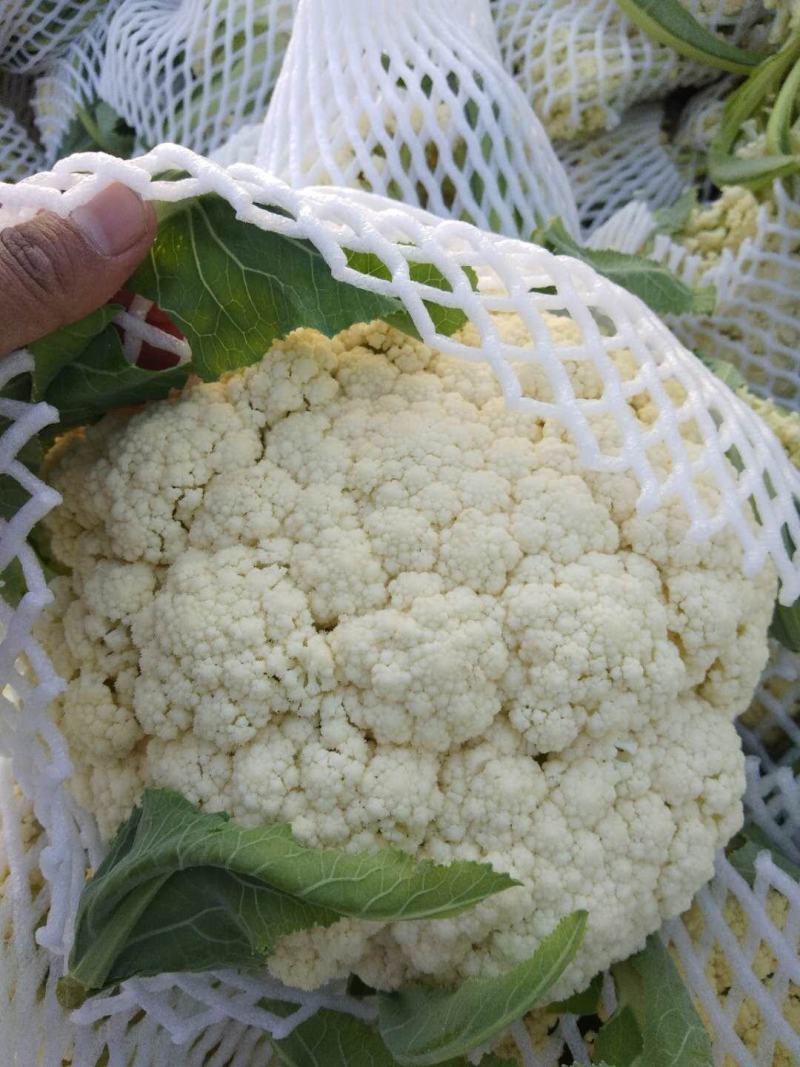 白面，青梗，松花菜。我们开封这边是蔬菜基地。5000万亩