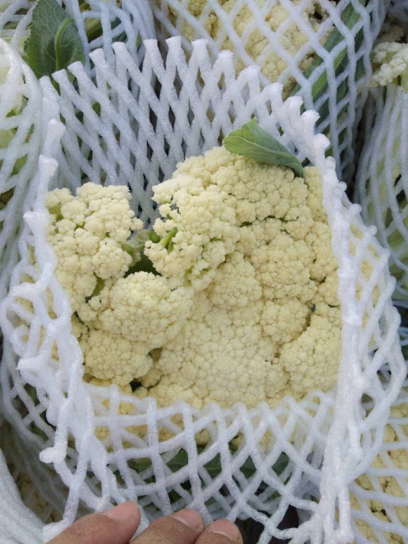 白面，青梗，松花菜。我们开封这边是蔬菜基地。5000万亩