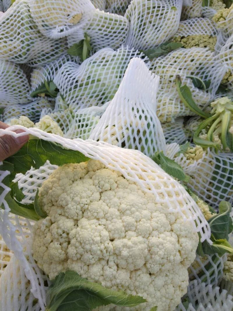 白面，青梗，松花菜。我们开封这边是蔬菜基地。5000万亩