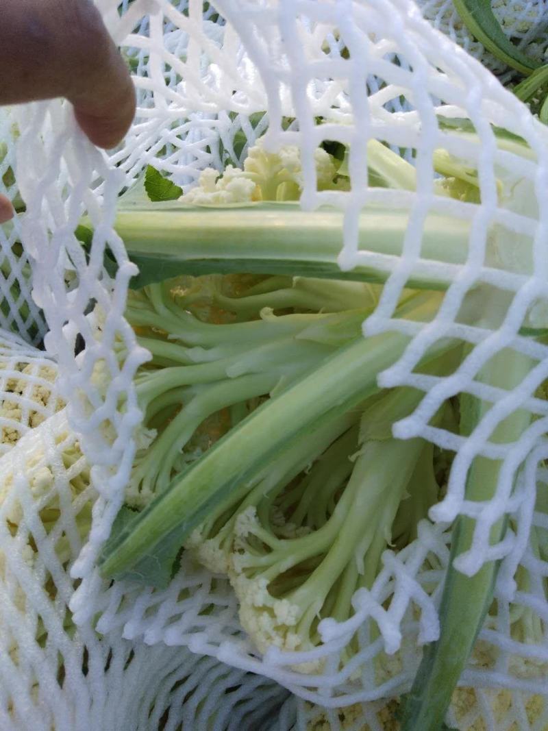 白面，青梗，松花菜。我们开封这边是蔬菜基地。5000万亩