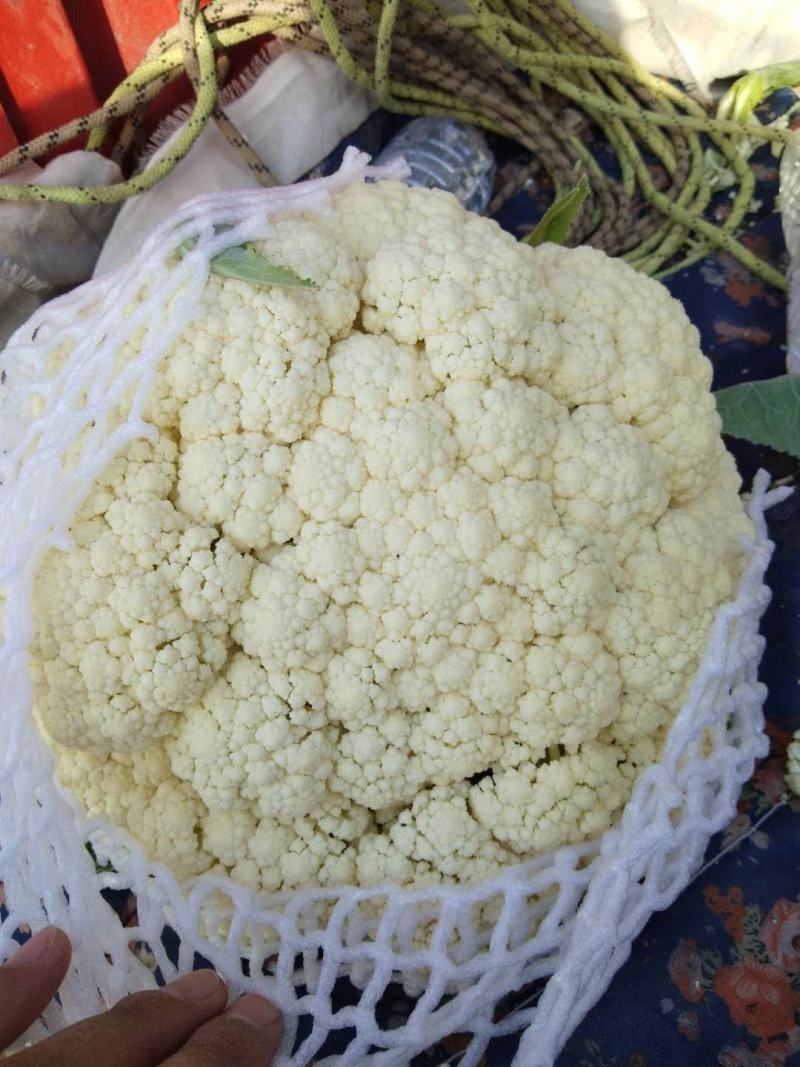 白面，青梗，松花菜。我们开封这边是蔬菜基地。5000万亩