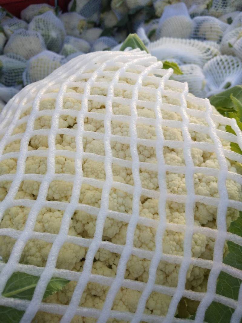 白面，青梗，松花菜。我们开封这边是蔬菜基地。5000万亩