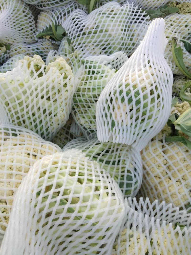 白面，青梗，松花菜。我们开封这边是蔬菜基地。5000万亩