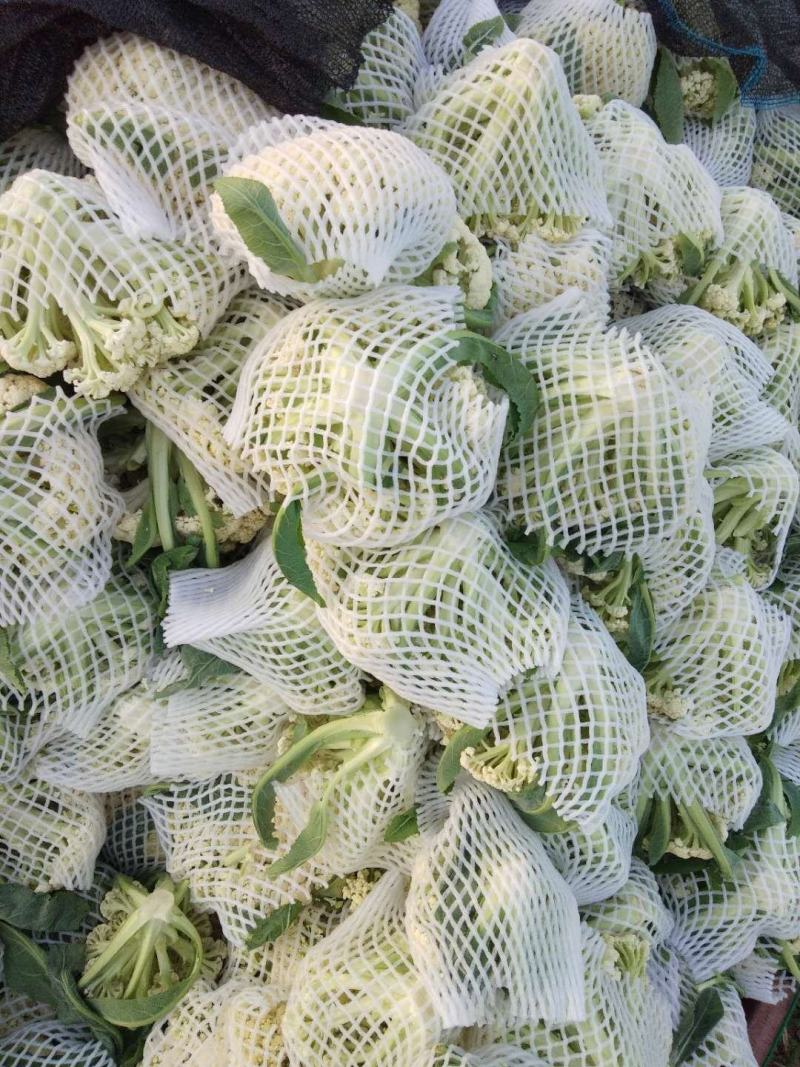 白面，青梗，松花菜。我们开封这边是蔬菜基地。5000万亩