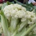 白面，青梗，松花菜。我们开封这边是蔬菜基地。5000万亩