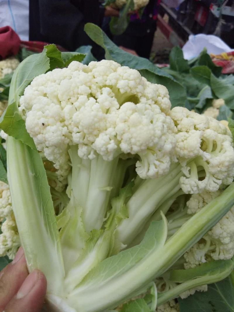 白面，青梗，松花菜。我们开封这边是蔬菜基地。5000万亩
