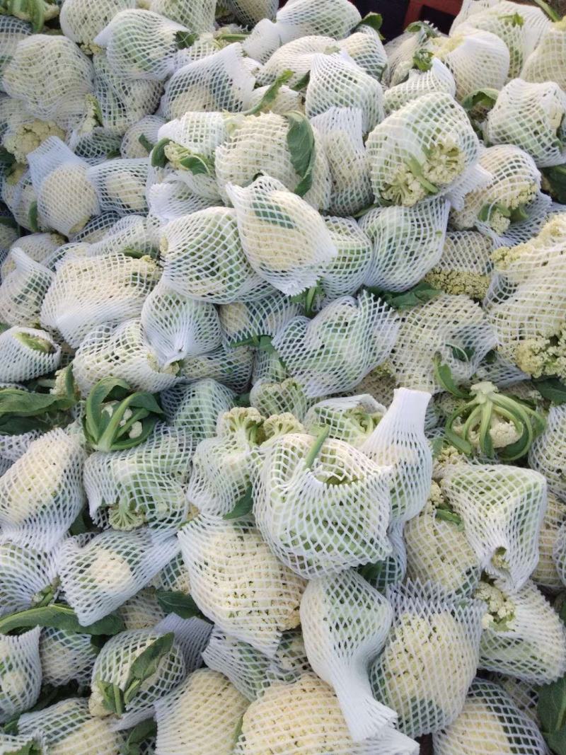白面，青梗，松花菜。我们开封这边是蔬菜基地。5000万亩
