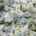 白面，青梗，松花菜。我们开封这边是蔬菜基地。5000万亩